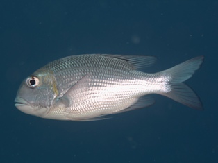 Monotaxis Grandocularis